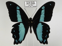 Papilio sosia pulchra