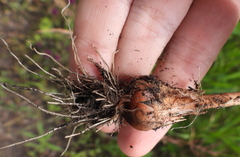 Allium rotundum