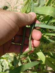 Cenchrus longispinus