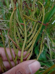Plagiogyria pycnophylla