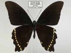Papilio sosia pulchra