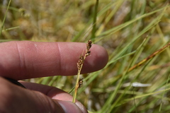 Carex canescens