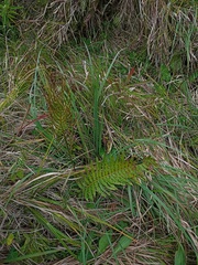 Plagiogyria pycnophylla