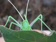 Acrometopa macropoda