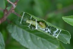 Sitochroa verticalis