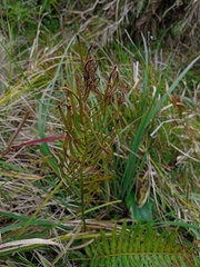 Plagiogyria pycnophylla