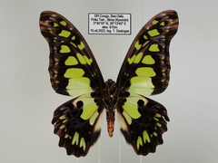 Graphium tynderaeus