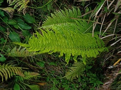 Plagiogyria pycnophylla