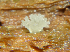 Ceratiomyxa fruticulosa