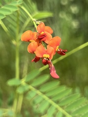 Sesbania vesicaria