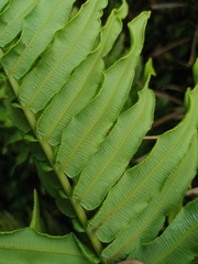 Plagiogyria pycnophylla