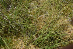 Carex canescens
