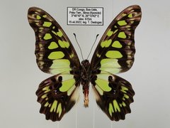 Graphium tynderaeus