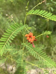 Sesbania vesicaria