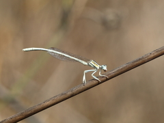 Platycnemis dealbata
