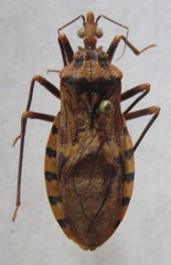 Panstrongylus geniculatus