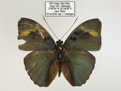Euphaedra medon