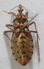 Panstrongylus geniculatus