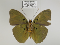 Euphaedra medon