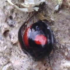 Chilocorus renipustulatus