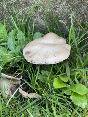 Agaricus arvensis