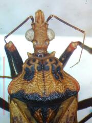 Panstrongylus geniculatus