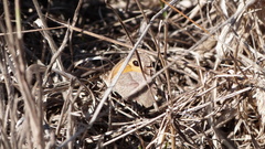 Pyronia cecilia