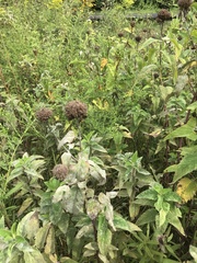 Monarda fistulosa