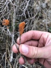 Trentepohlia aurea