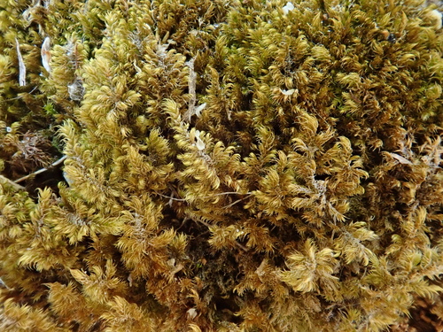 hrebienok mäkký (Ctenidium molluscum)