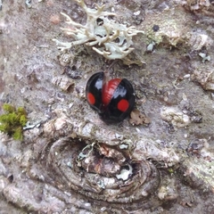 Chilocorus renipustulatus