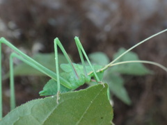 Acrometopa macropoda