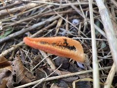 Pseudocolus fusiformis