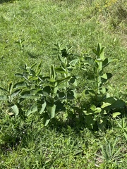 Asclepias syriaca