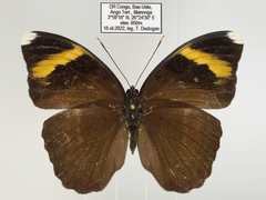 Euphaedra medon