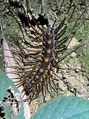 Thereuopoda clunifera