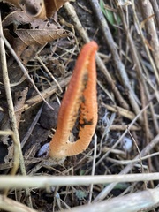 Pseudocolus fusiformis