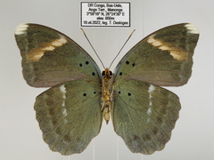 Euphaedra medon