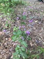 Desmodium perplexum