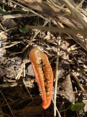 Pseudocolus fusiformis