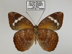 Euriphene incerta incerta
