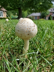 Chlorophyllum
