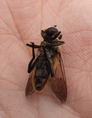 Cheilosia grossa