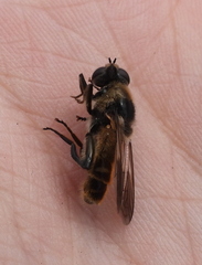 Cheilosia grossa