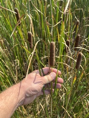 Typha angustifolia