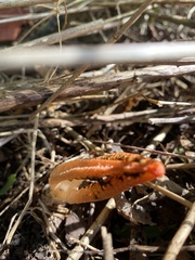 Pseudocolus fusiformis