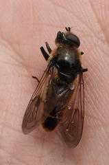 Cheilosia grossa