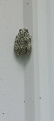Hyla chrysoscelis