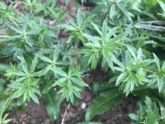 Eryngium foetidum