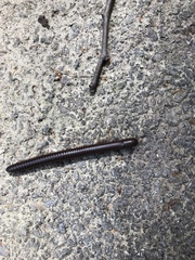 Cylindroiulus caeruleocinctus